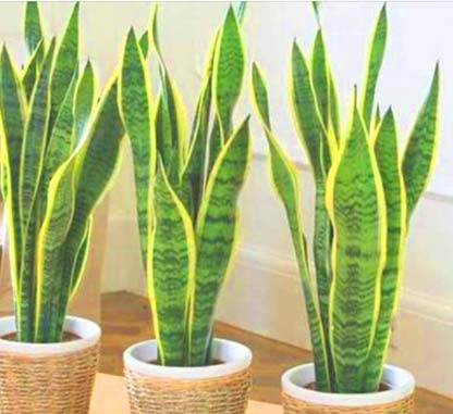 Peygamber kılıcı, Paşa kılıcı, Sansevieria Trifasciata çiçeği